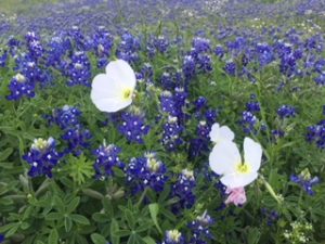 Texas Bluebonnets in the most peaceful refuge I know...my home!